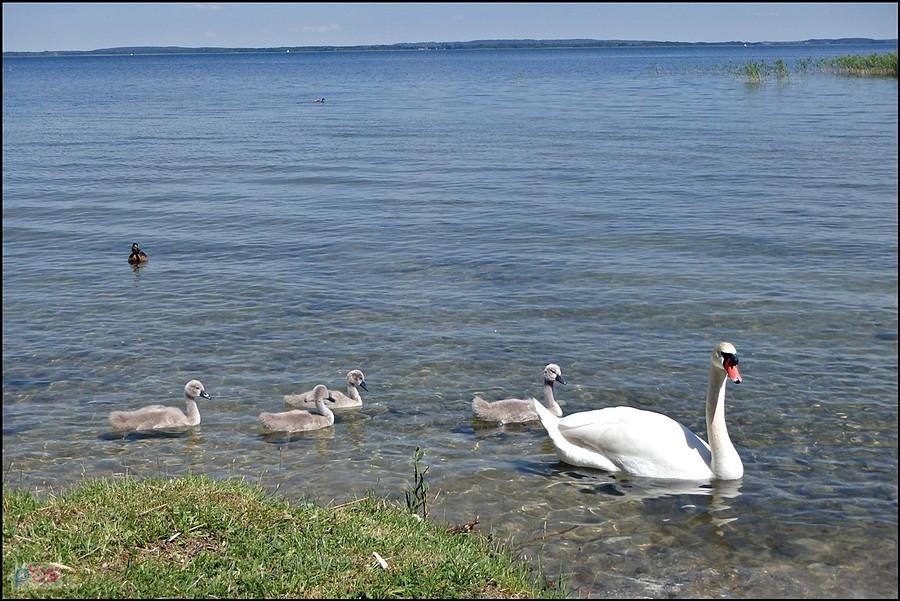 Łabędzia rodzina