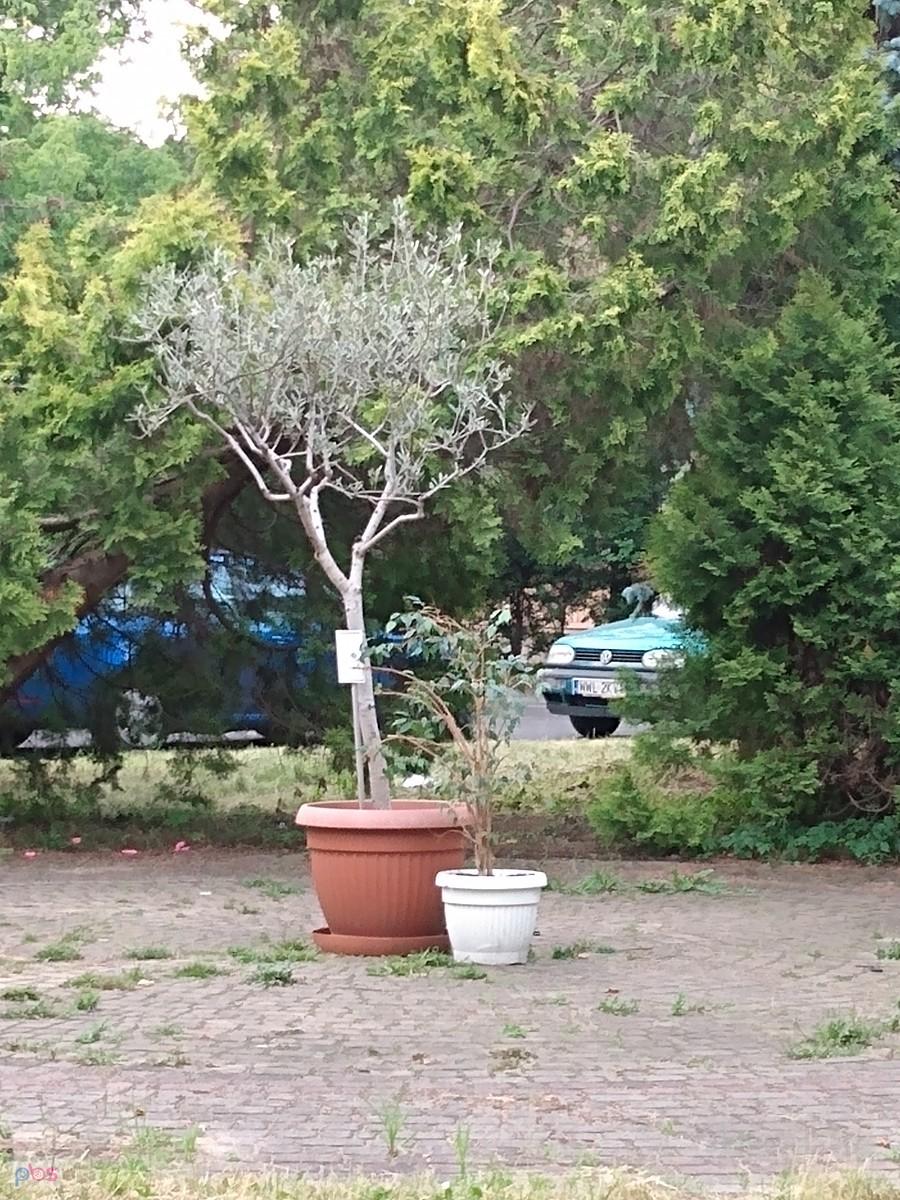 Drzewko oliwne z młodym