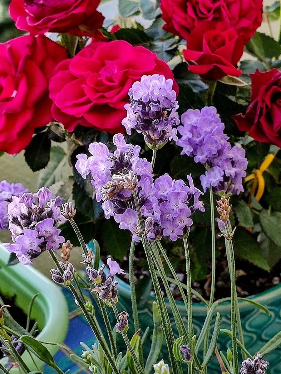 Lavender and roses