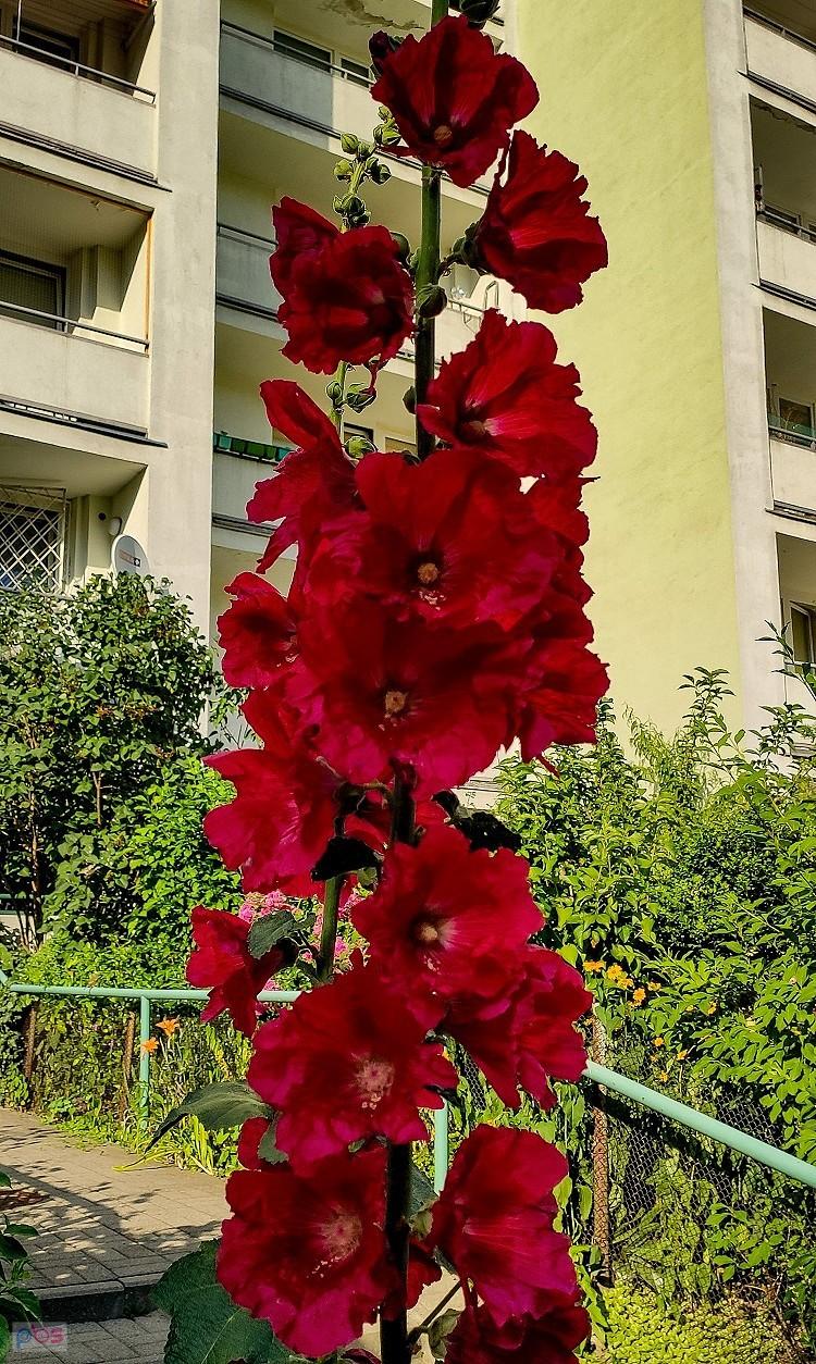Malwa czerwona