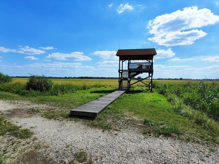 Wieża widokowa przy Bobrowej Drodze na Ścieżce Spacerowej "Torfowianka"