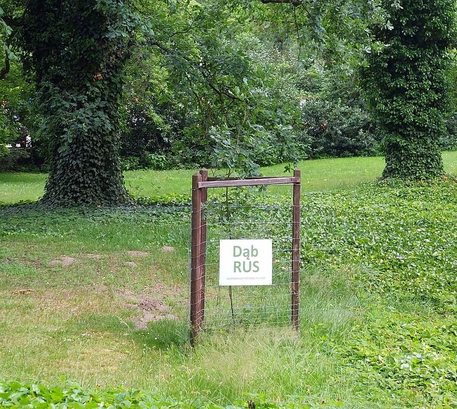 Młody dąb Rus rośnie