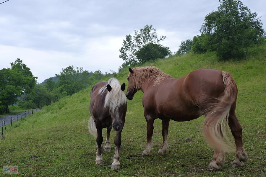 końkurs