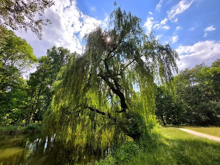 Refleksy(jnie) na poznańskiej Dębinie