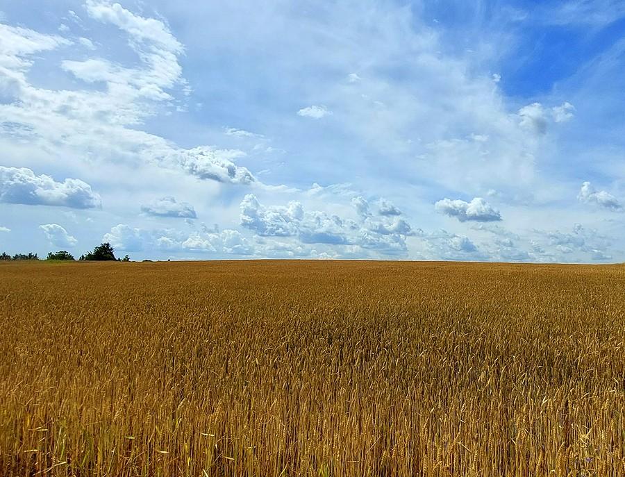 Pół na pół na polu :)