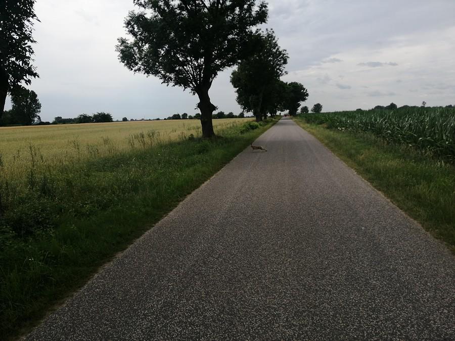 Zając w pełnym pędzie.