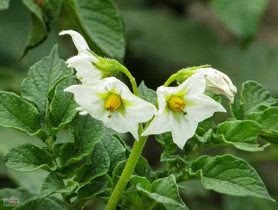 Solanum Tuberosum