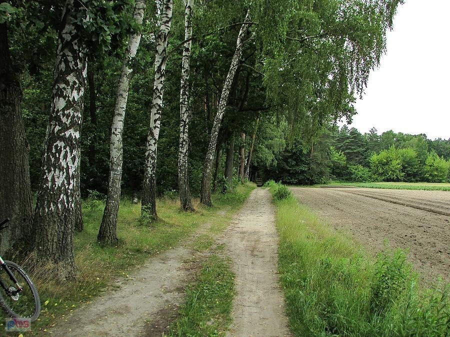 Ścieżka na skraju pól