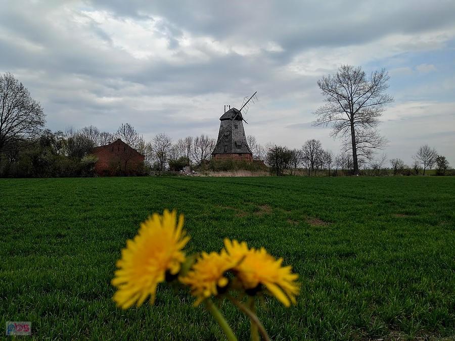 Wiatrak w Palczewie