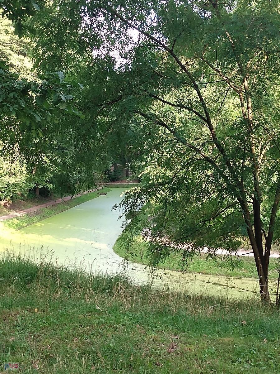 Fosa pokryta rzęsą