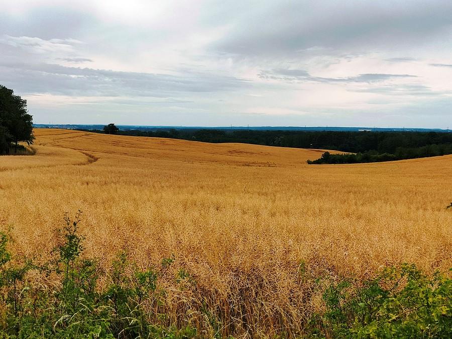 Widok na DOlinę Odry