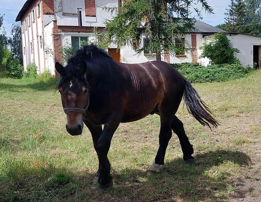 Ciekawski konik