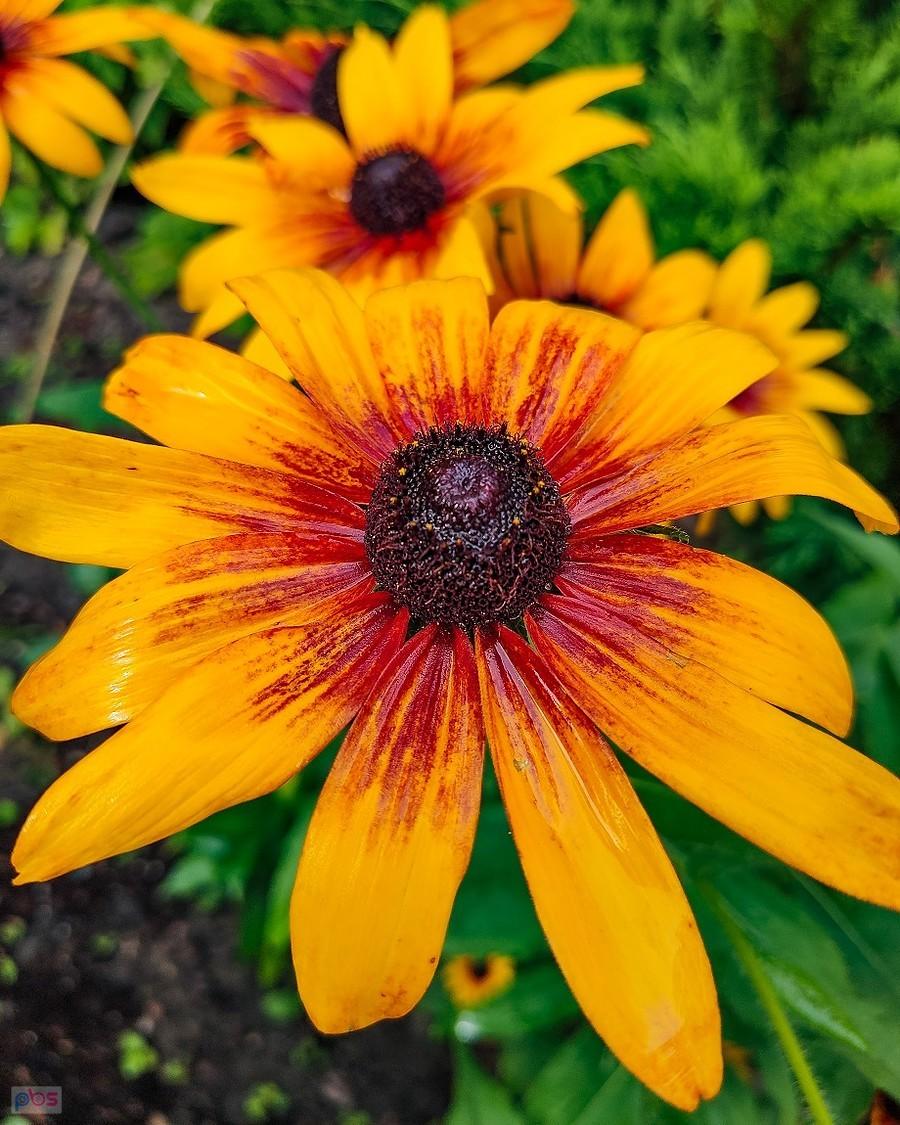 Przemoczona rudbekia