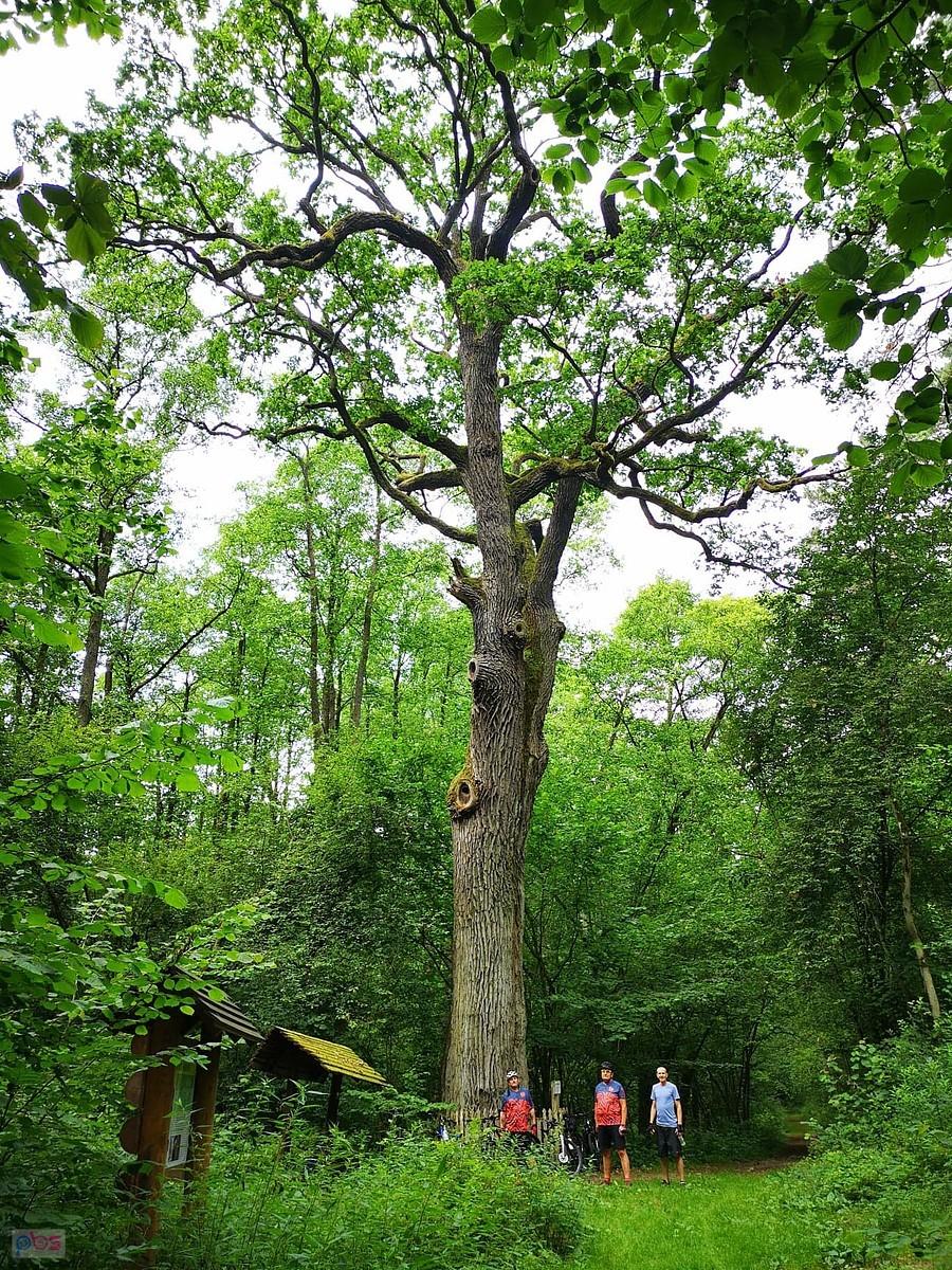 Pod Dębem Kobendzy (foto Waldek)