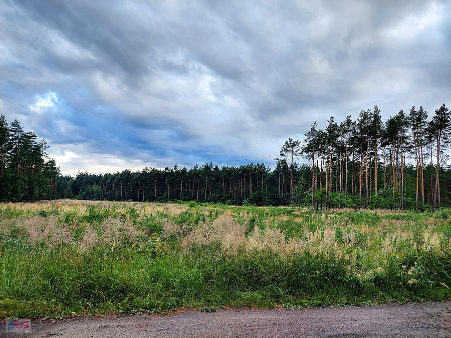 Las na Obrzeżach Częstochowy - tutaj powstanie wkrótce węzeł drogowy łączący ul. Bugajską z drogą do huty