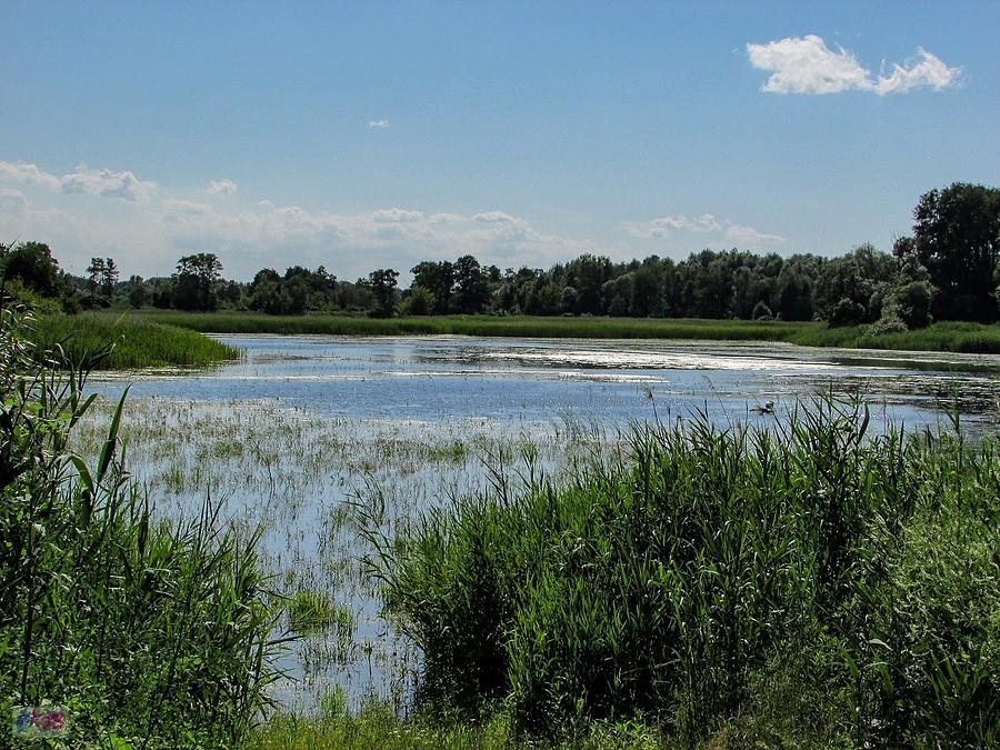 Staw Żabieniecki