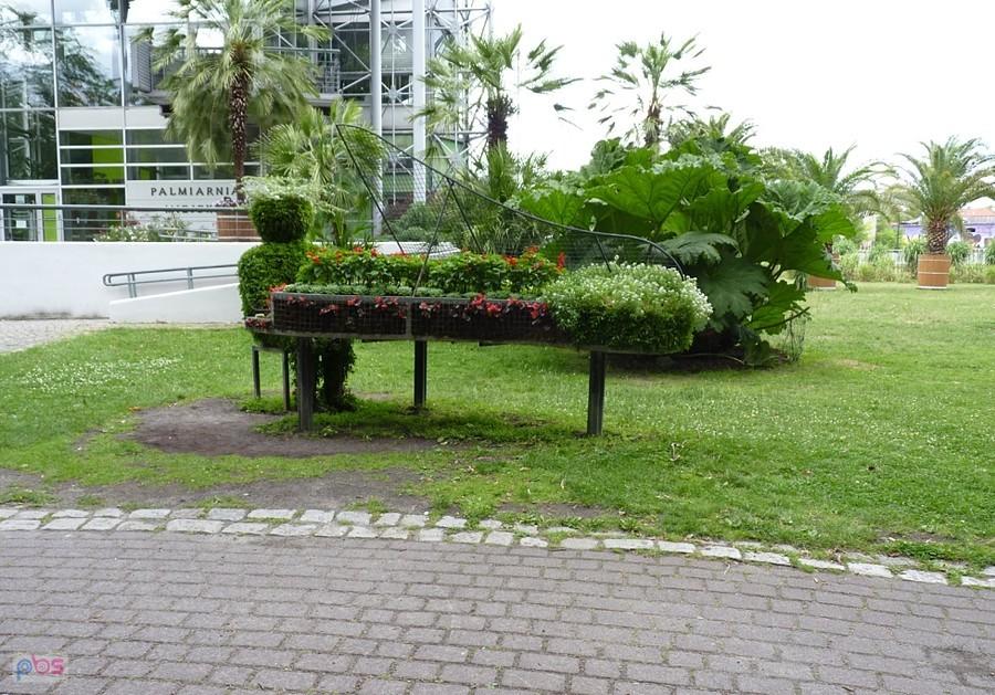 pianista przy Palmiarni