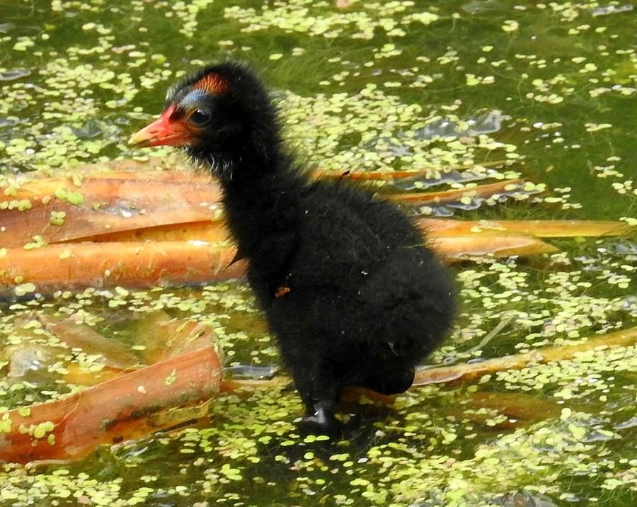 Młoda kokoszka na apelu :)