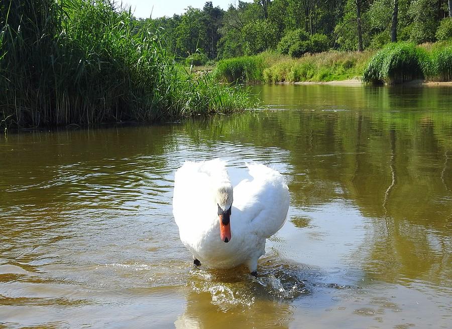Łabędź do mnie idzie