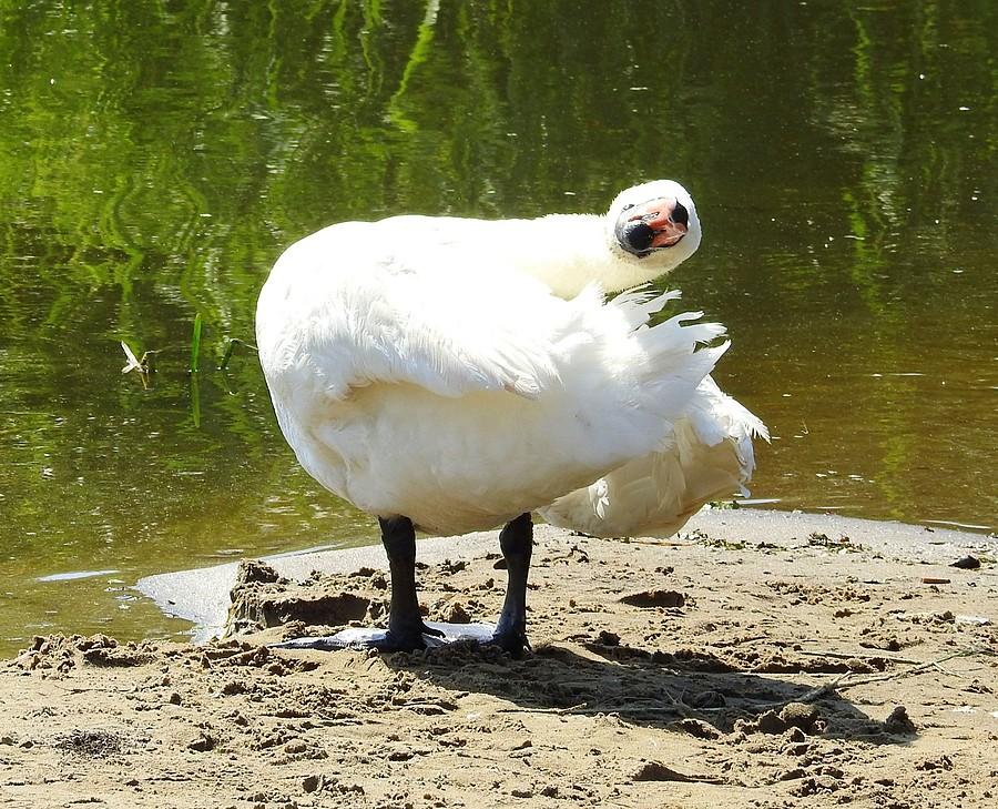 Wciąż analizuję, gdzie dziób, gdzie oczy :)