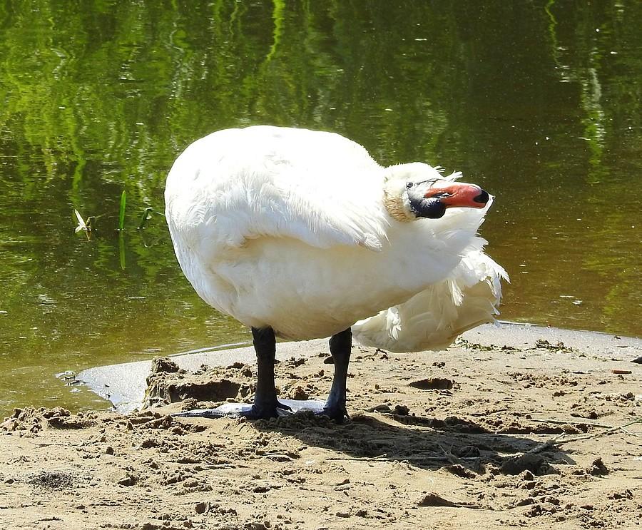 Łabędź-guma :)