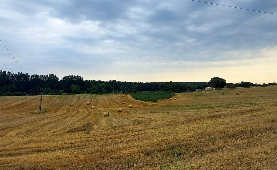 Pola z przeddeszczową zorzą
