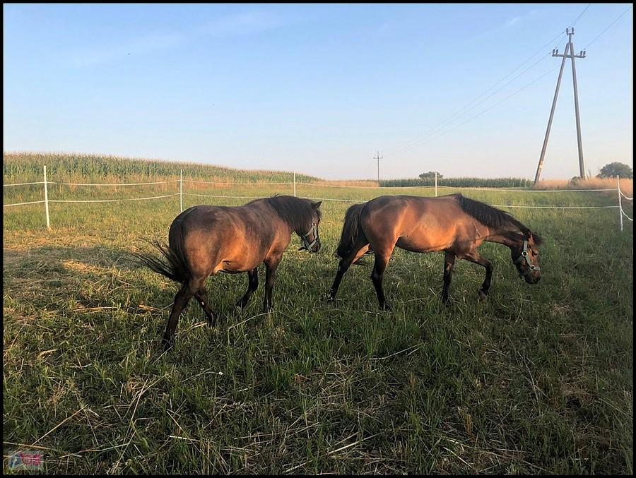 Ika i Szaman