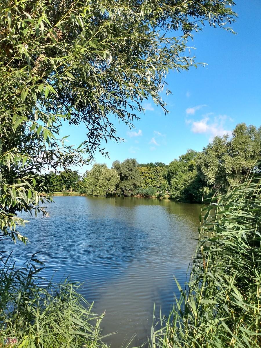Staw w Zielonkach