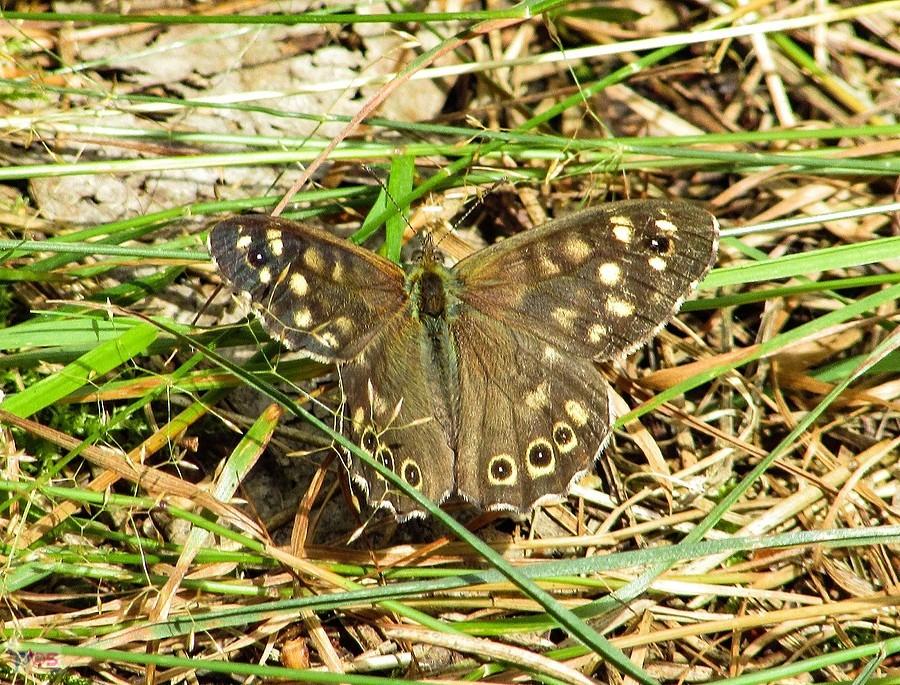 Osadnik egeria