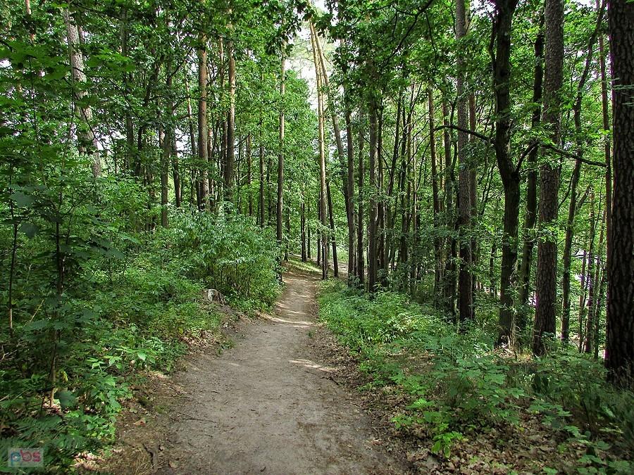 Ścieżka nad jezioro Ciche