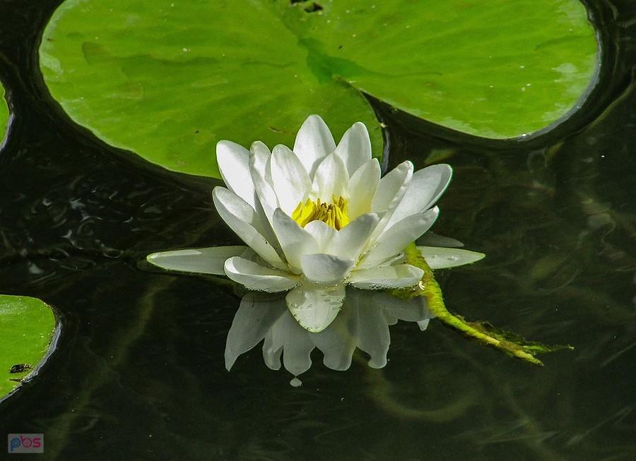 Nenufar na jeziorze Ciche