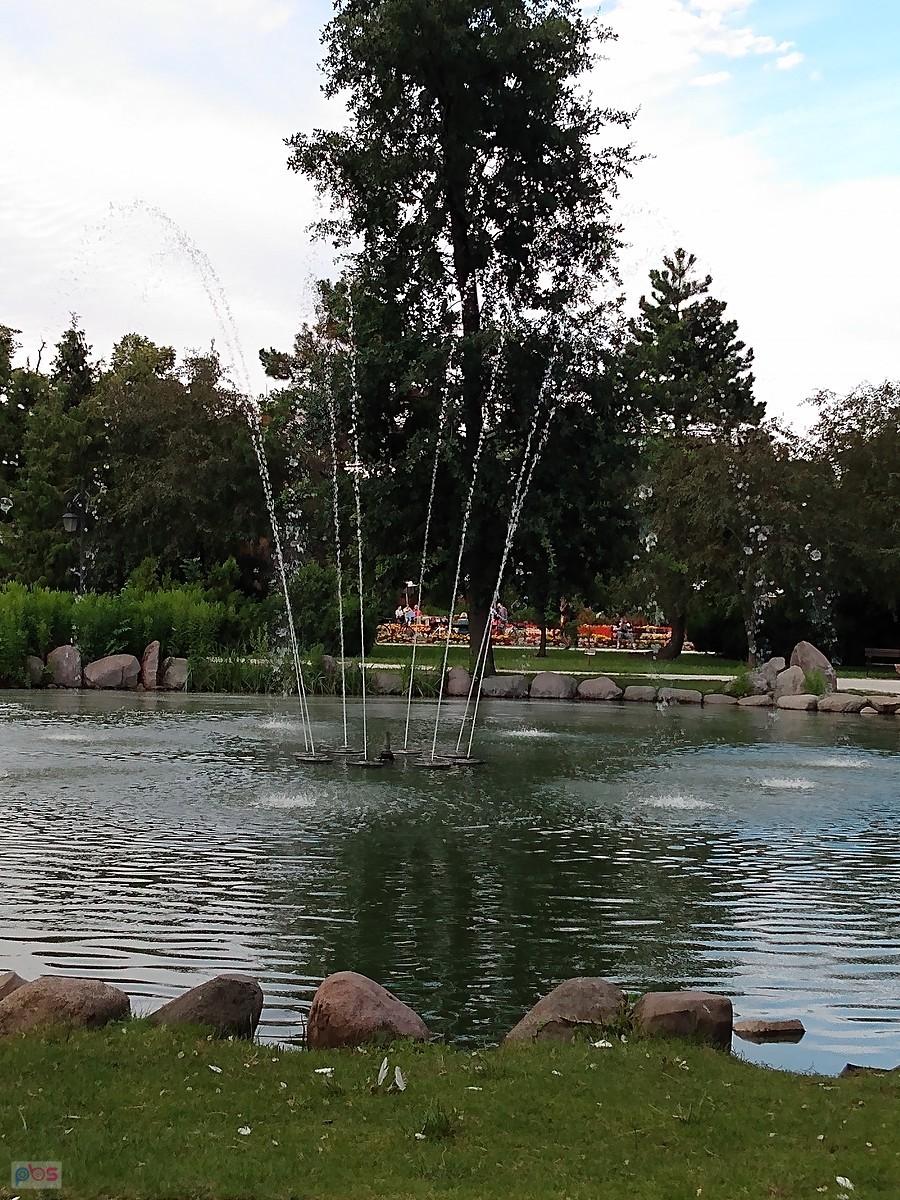 W tym roku nie ma białych łabędzi
