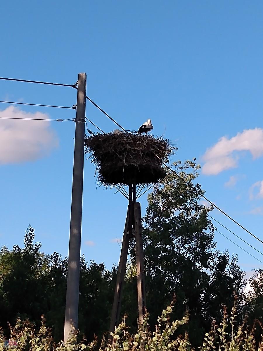 Bociek w gnieździe