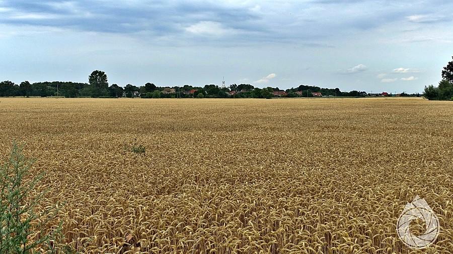 pole przedżniwne i kawałek miejscowości