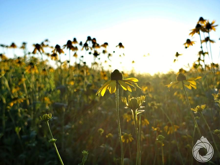 rudbekie wskazują na powolne nadejście sierpnia
