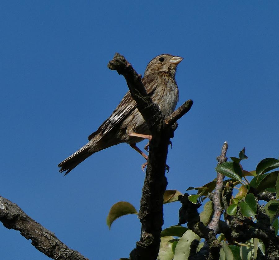 Potrzeszcz