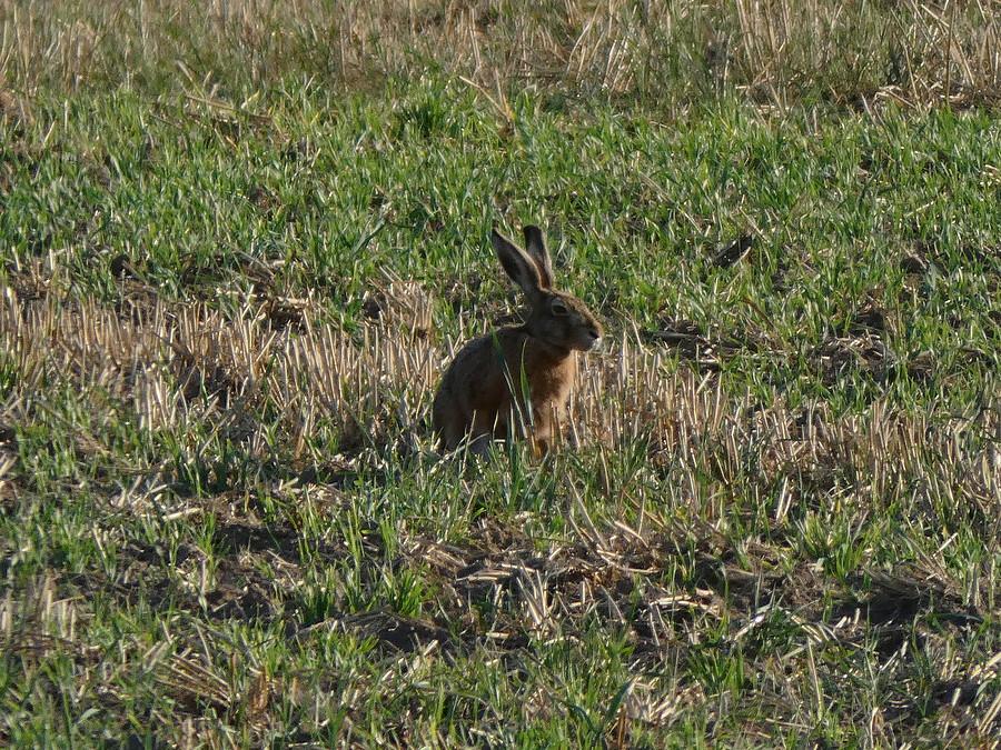 Zajączek