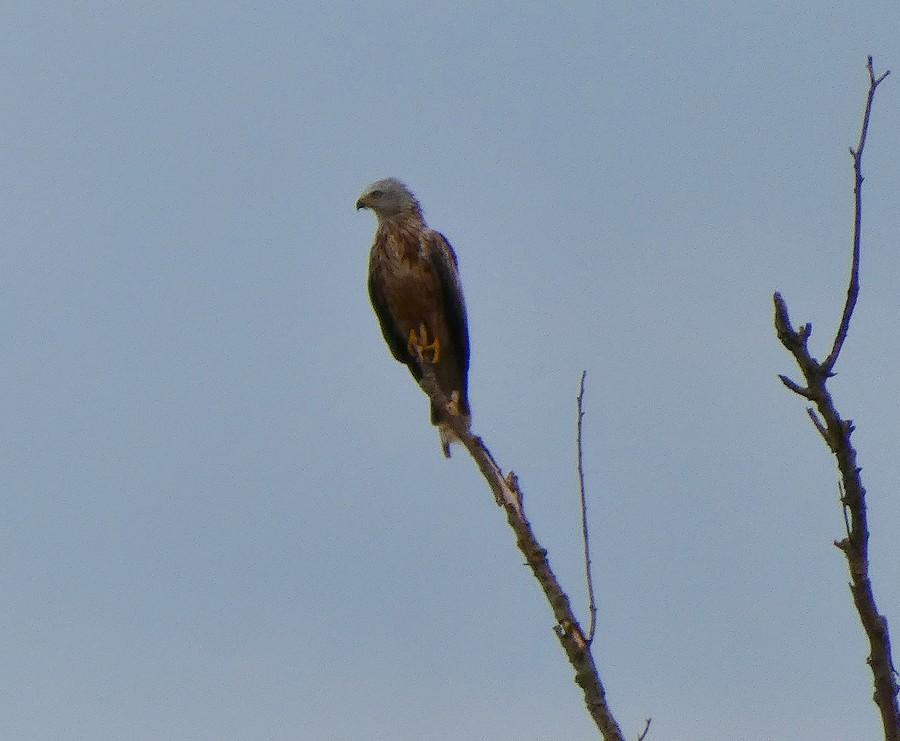 Kania ruda daleko na gałęzi