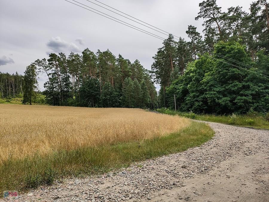 Droga do leśniczówki Bachotek