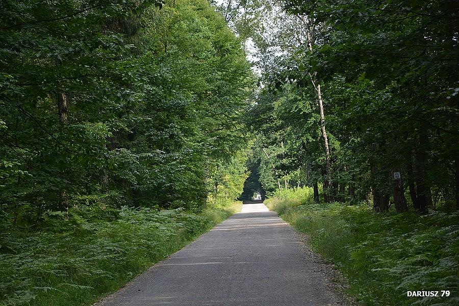 Puszcza Dulowska