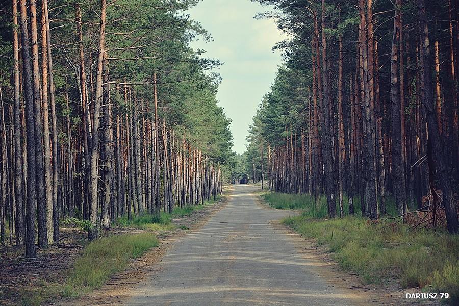Droga Leśna pomiędzy Błędów a Róże Wiatrów