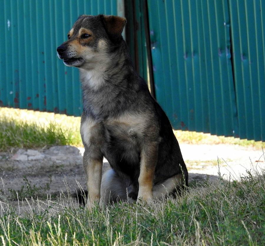 Wiejski piesek