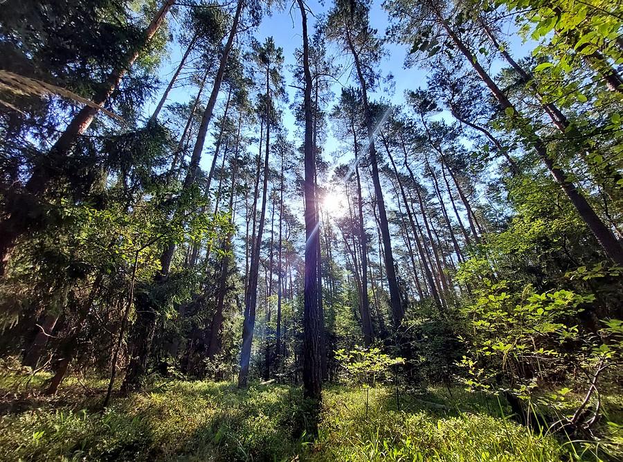 Las - najlepsza ochrona przed upałem