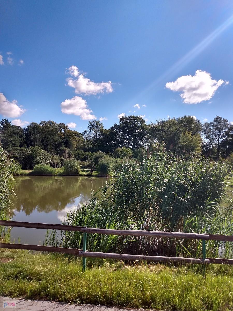 Staw w Borzęcinie