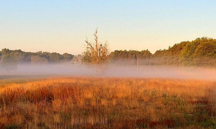 Mgła pod martwą wierzbą