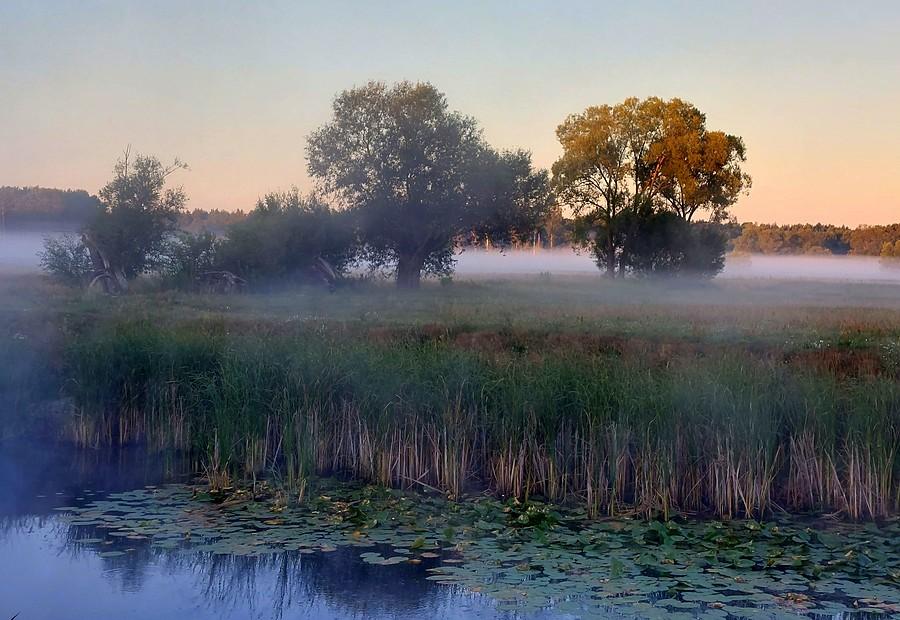 Mgła nad stawem, Radzewice