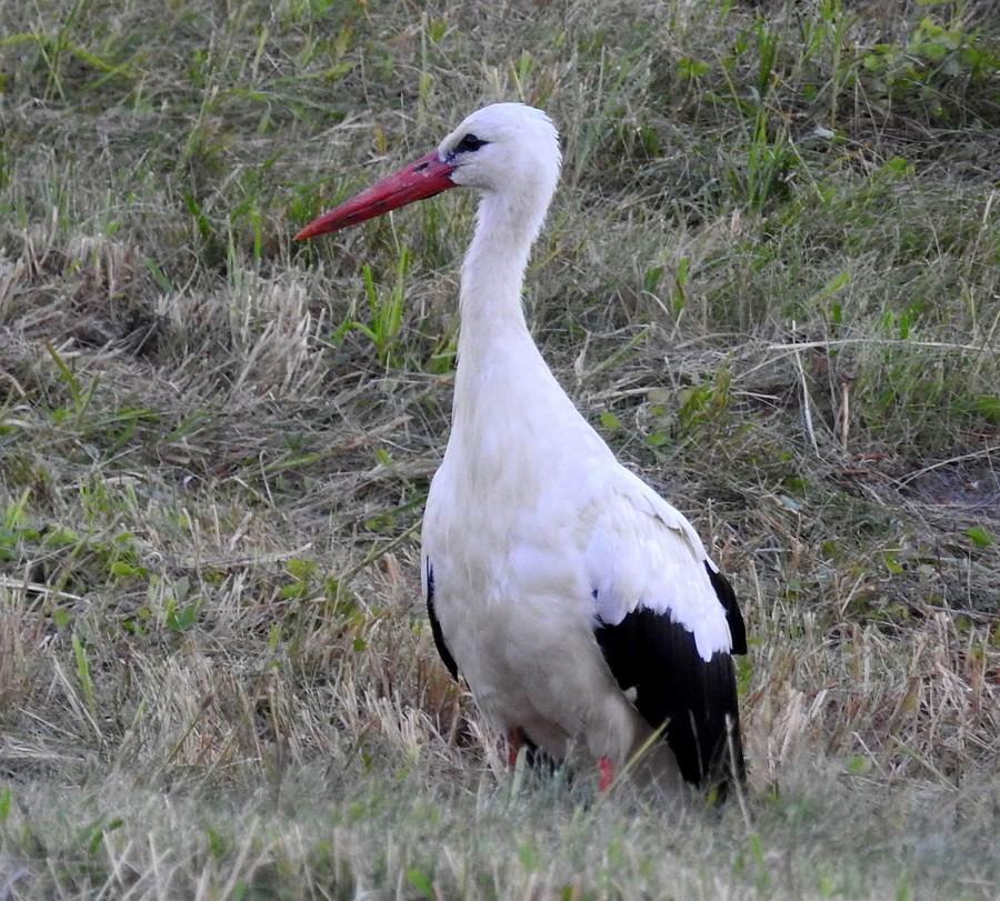Zamyślony bociek