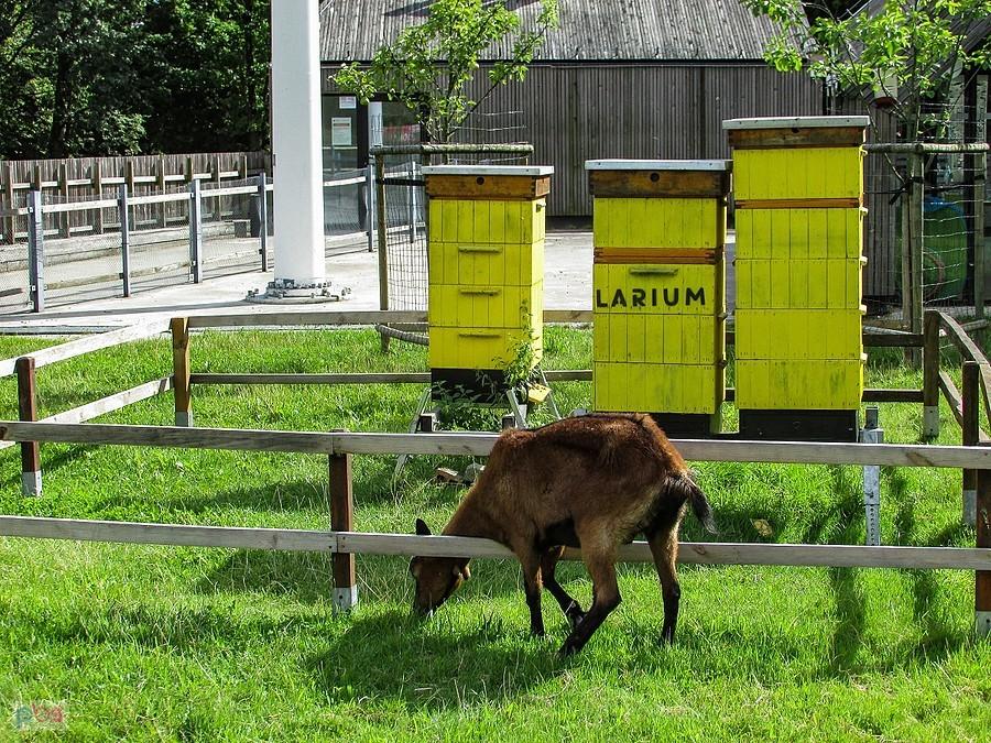 Za płotem u pszczółek trawa najlepsza