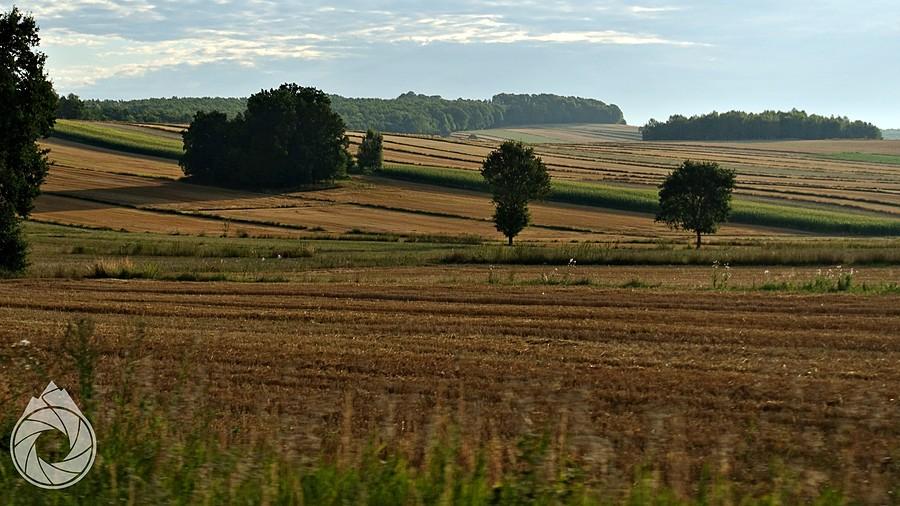 podlubelskie pola o poranku