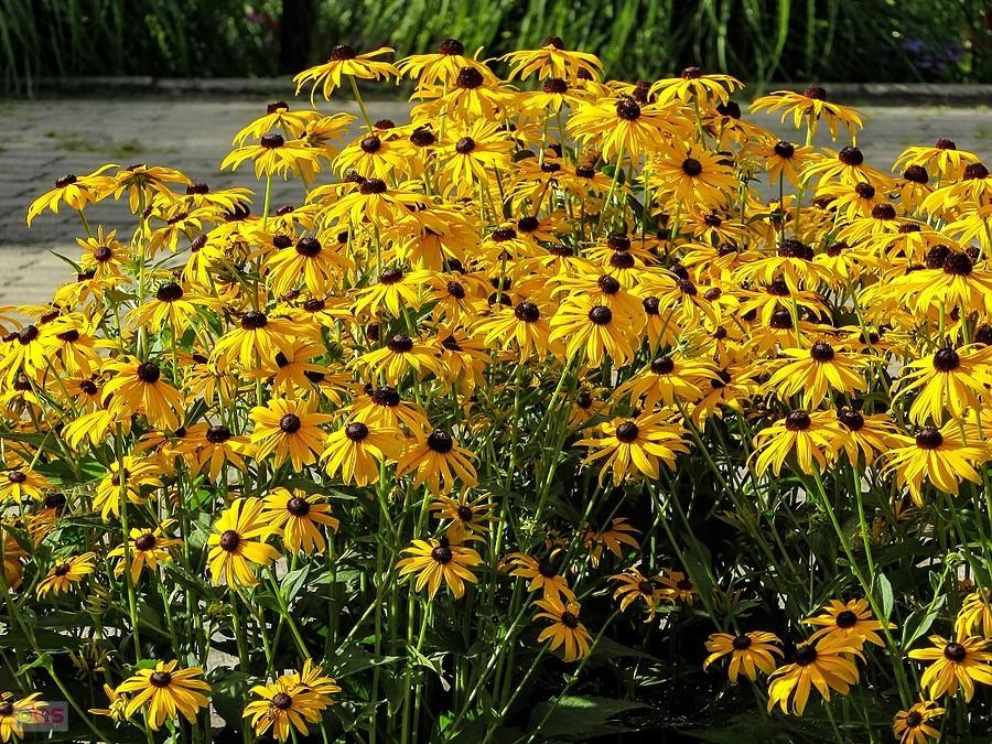 Rudbekia z Ogrodu Botanicznego w Powsinie